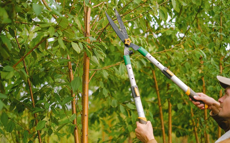 Tree trimming in Macedonia, IA